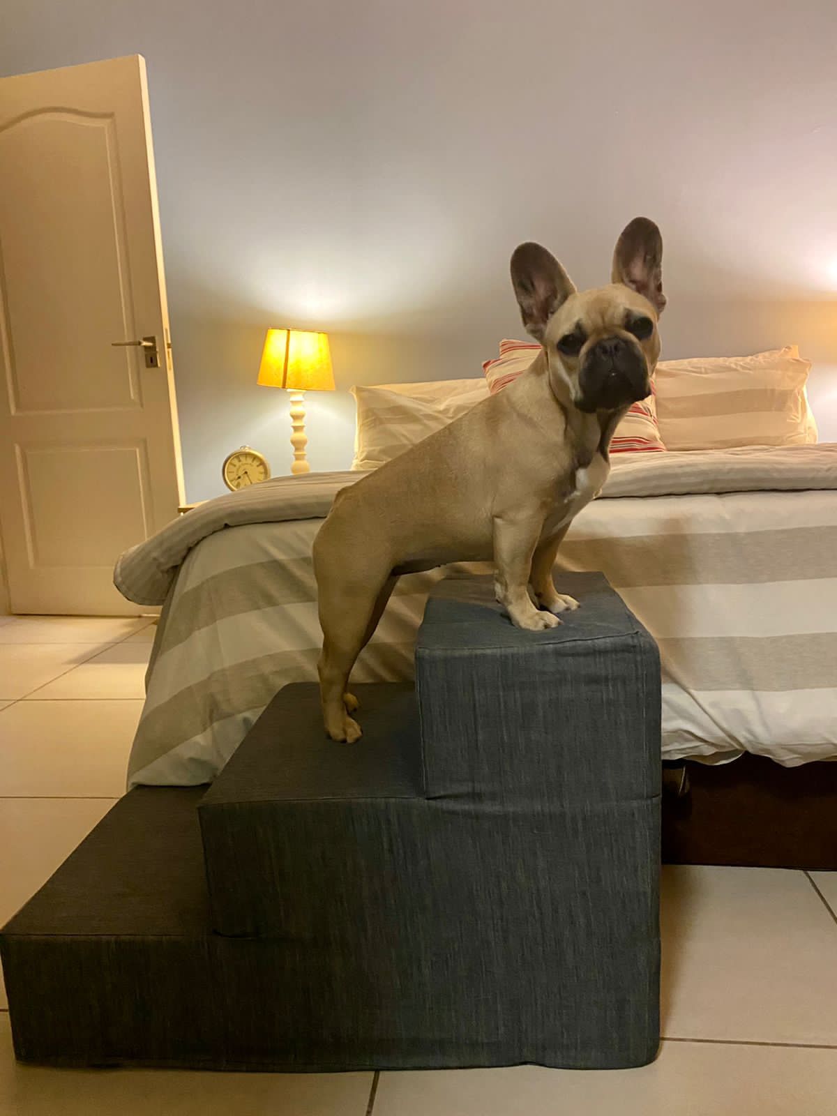 Pawstepz - Denim cover