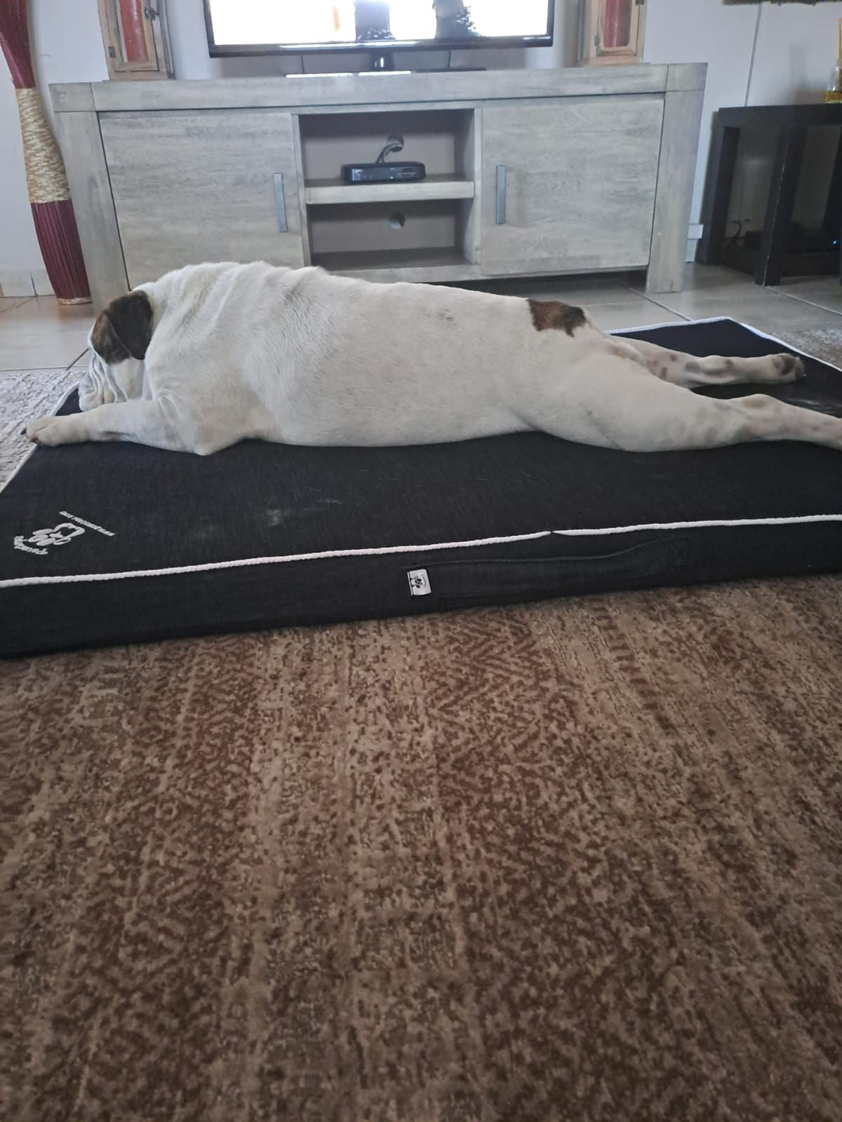 Pawfector All Seasons Bed - Stylish Denim Cover