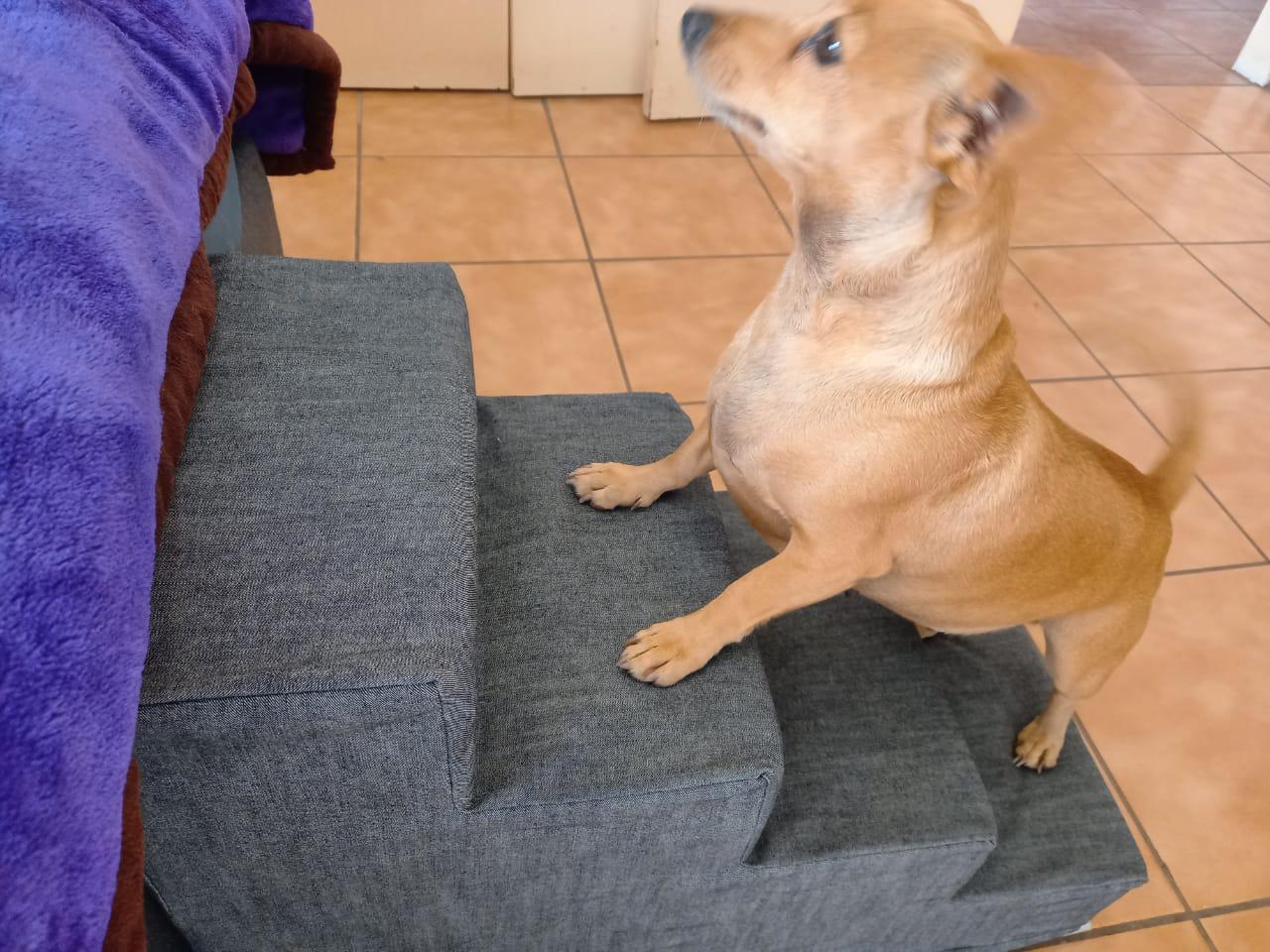 Pawstepz - Denim cover