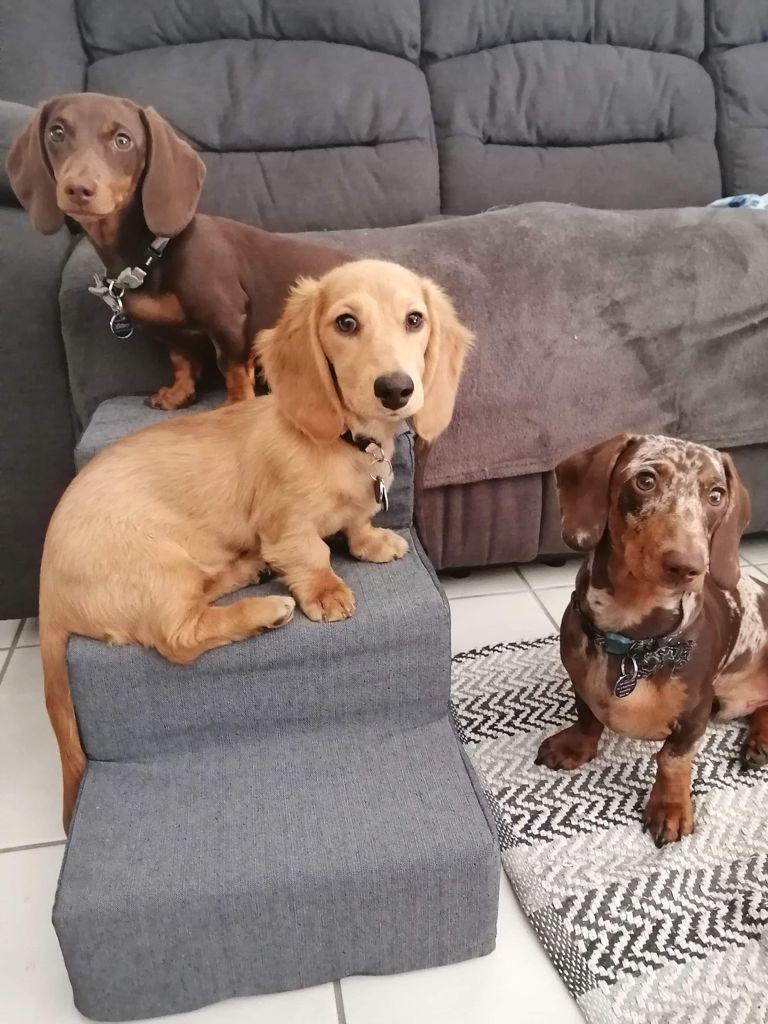 Pawstepz - Denim cover