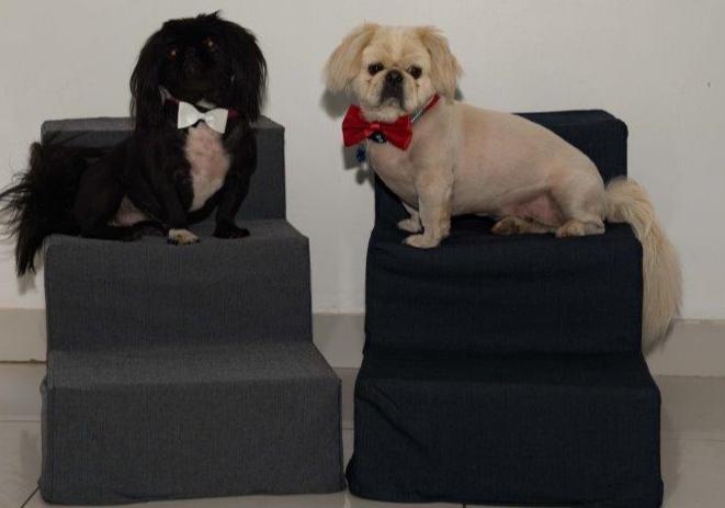 Pawstepz - Denim cover